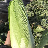 Taiyuan Erqing Chinese cabbage Seeds