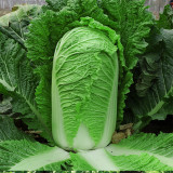 Gaokang 78 Chinese Cabbage Seeds