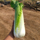 Taiyuan Erqing Chinese cabbage Seeds