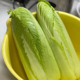 Taiyuan Erqing Chinese cabbage Seeds