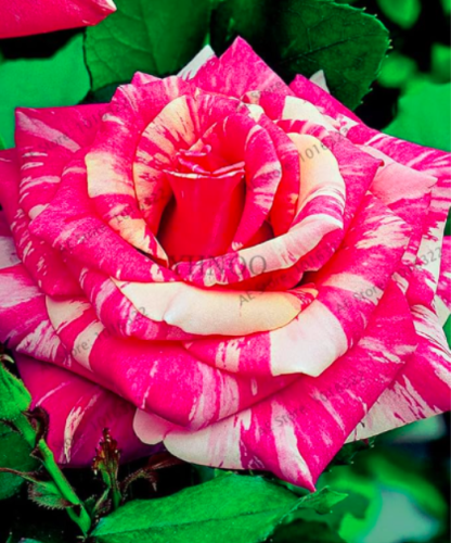 Rare Candy Stripe Rose Flower Seeds (Color: 4)