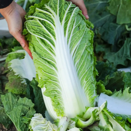 Shiny Green No.3 Chinese Cabbage Seeds