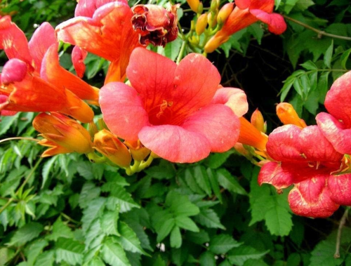 New Trumpet Vine, Campsis radicans, 40 Vine Seeds (Fast, Showy, Hummingbirds, Hardy)