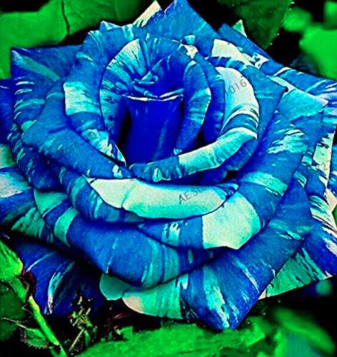 Rare Candy Stripe Rose Flower Seeds (Color: 7)