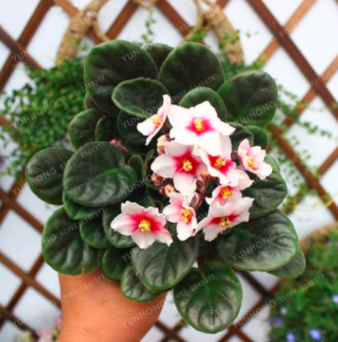 African Violet Seed Flower Seed Garden Flowers Violet Seed Perennial (Color: 5)