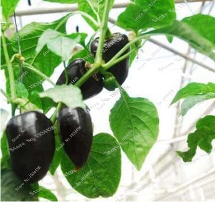 Black Cobra Peppers Rare Non-GMO Vegetable Seeds