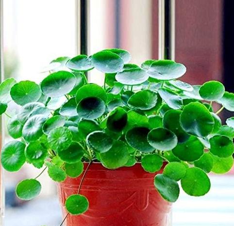 Dichondra Repens Silver Falls Emerald Falls Ground Cover Seeds