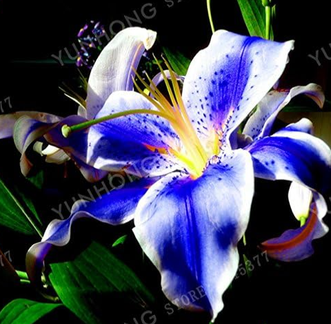 Rare Blue Lily Bulb