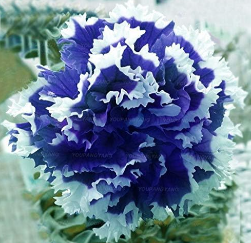 Rare Beautiful Petunia Flower Colorful Double Petunia Seeds