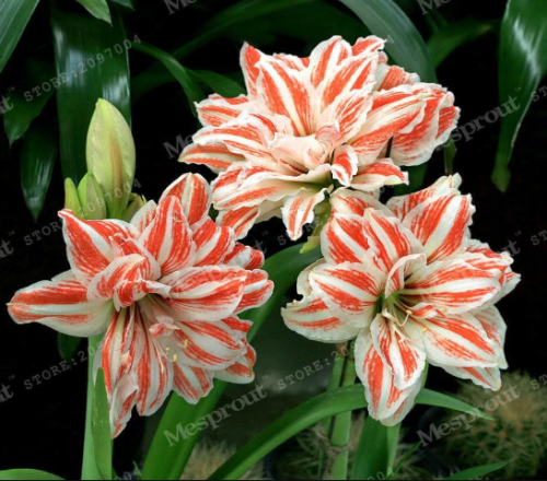 Hippeastrum Rutilum Amaryllis Bulbs
