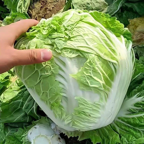 Delicious Compact-head Chinese Cabbage Seeds