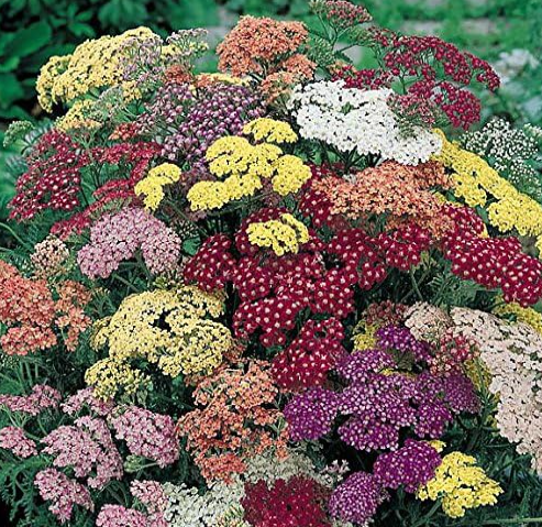 Mixed Yarrow Herborist Potted Flower Seed on Family Garden