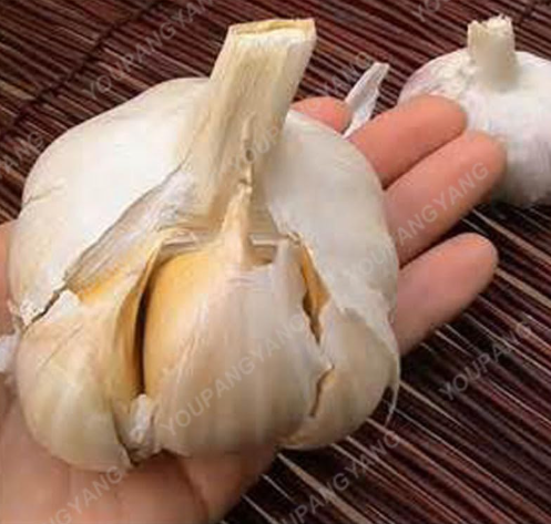 Giant Garlic Seed Pure Natural Organic Healthy Vegetable Seed