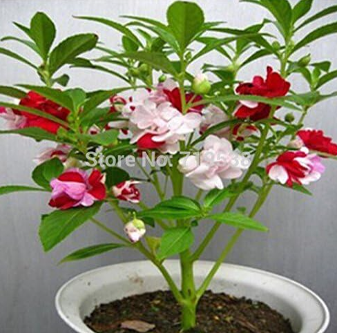 Four Seasons colorful impatiens plants flower Seeds potted plants Seeds