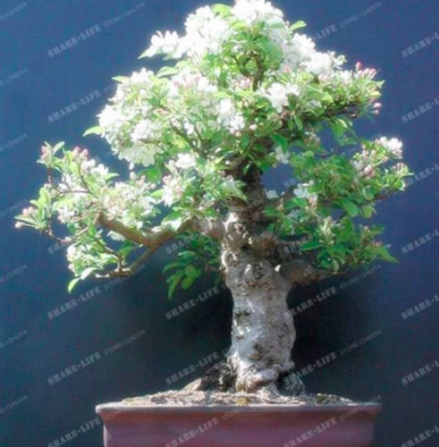 White Japanese Lilac Seed (Extremely Fragrant) Clove Flower Syzygium Aromaticum (Color: 5)