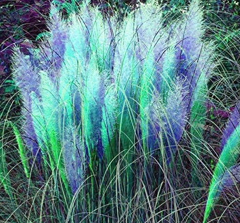 Cortaderia Selloana Pampas Grass Pumila Tall Feathery Decorative Flower Seeds