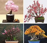 Cherry Blossoms Seed Easy Grow for Home and Garden in Seed Japanese Cherry Blossoms