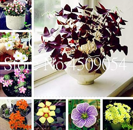 Oxalis Wood Sorrel Flower Oxalis Purple Shamrock Clover Seeds Mixed