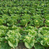 Maye Hot Pot Chinese Cabbage Seeds: Early Maturity, Sweet and Crisp Taste