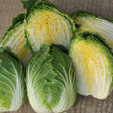 Golden Phoenix Chinese Cabbage Seeds, Yellow Heart