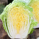 Golden Phoenix Chinese Cabbage Seeds, Yellow Heart