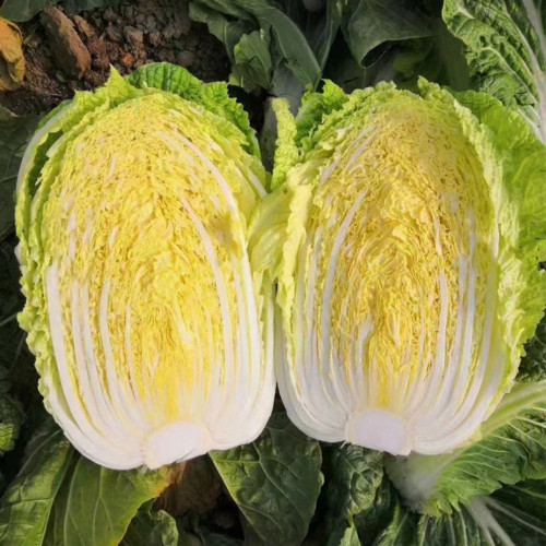 Golden Phoenix Chinese Cabbage Seeds, Yellow Heart