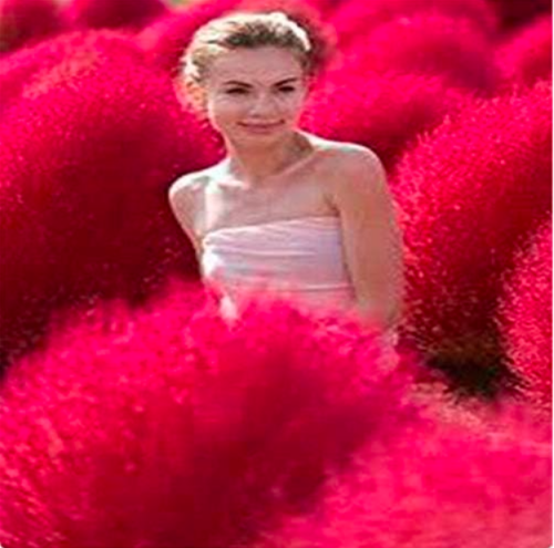 Grass Perennial Grass Burning Bush Kochia Scoparia Red Garden Ornamental