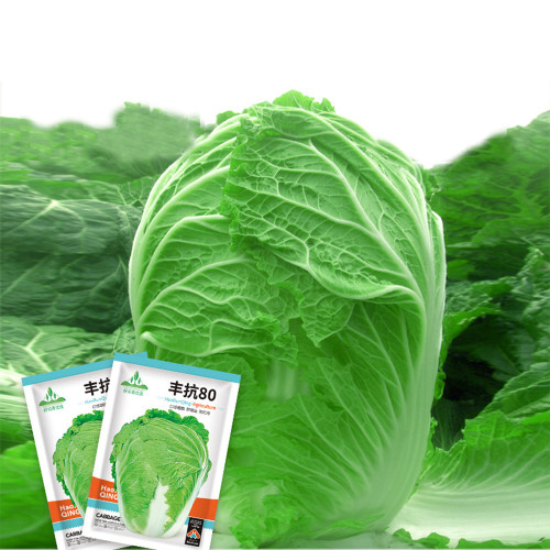 Fengkang 80 Chinese Cabbage Seeds