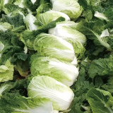 Fengkang 80 Chinese Cabbage Seeds