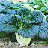 Dark-green-leafed Baby Bok Choy Seeds