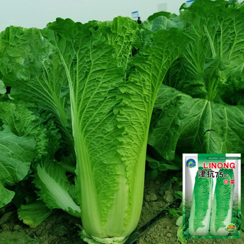 Jinkang 75 Chinese Cabbage Seeds