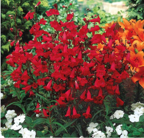 Penstemon barbatus 'Cambridge' Mix, Flowering Beardtongue Easy to Grow