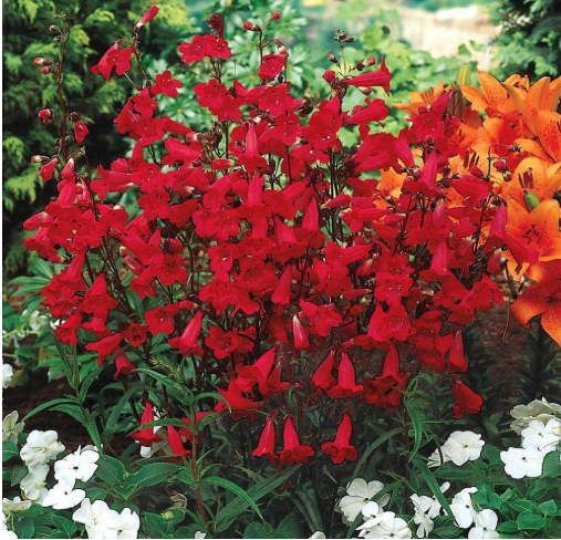 Penstemon barbatus 'Cambridge' Mix, Flowering Beardtongue Easy to Grow