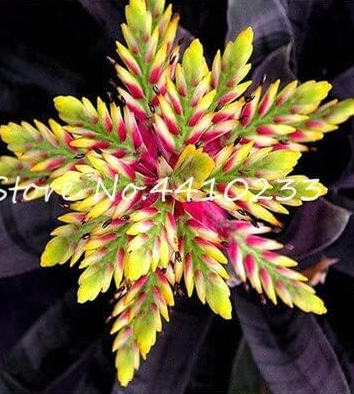 Cactus Bromeliad Succulent Seed Courtyard Mini Plant Succulent Seeds