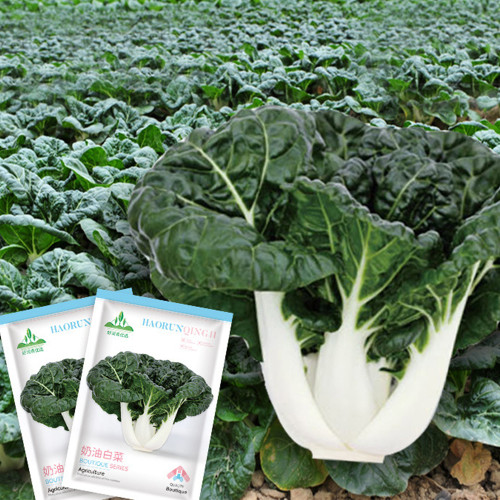 Dark-green-leafed Baby Bok Choy Seeds