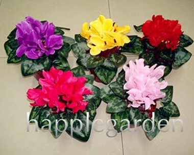 Cyclamen Seeds Mixed