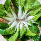 Yumeiren Baby Bok Choy Seeds