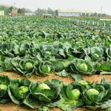 Green Treasure Cabbage Seeds