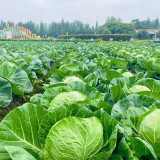 Green Treasure Cabbage Seeds