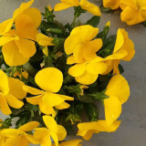 Bingo Series Yellow Pansy F1 Seeds | Early-Maturing, Cold-Tolerant, and Heat-Resistant Blooms