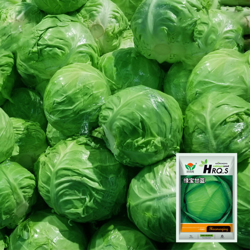 Green Treasure Cabbage Seeds
