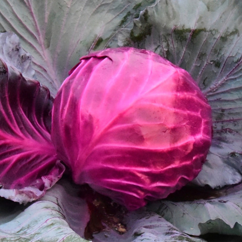 Violet Cabbage Seeds