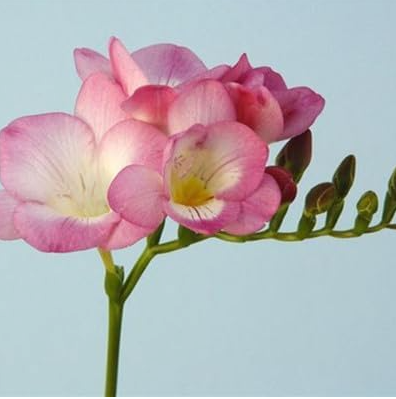 Mixing Freesia Hybrida Indoor Potted Flowers Orchid Seeds