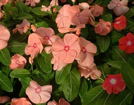 Vinca Seeds Vinca Sunsplash Apricot Spring