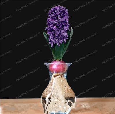 Hyacinth Bulb (Color: 1)