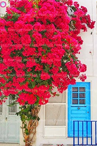 Red Bougainvillea Seed Plants Bougainvillea Spectabilis Willd Climbing Plants