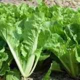 Creamy Baby Bok Choy Seeds: Crisp and Refreshing