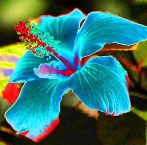 Hybrid Tropical Hibiscus Flower Seed, China Rose Hibiscus Rosa-Sinensis