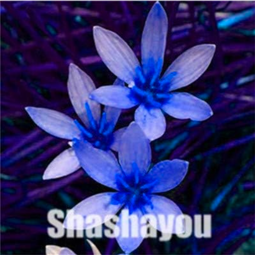 Zephyranthes Candida Seed (onion Orchid) Mini Zephyr Lily (Color: 5)
