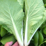 Creamy Baby Bok Choy Seeds: Crisp and Refreshing